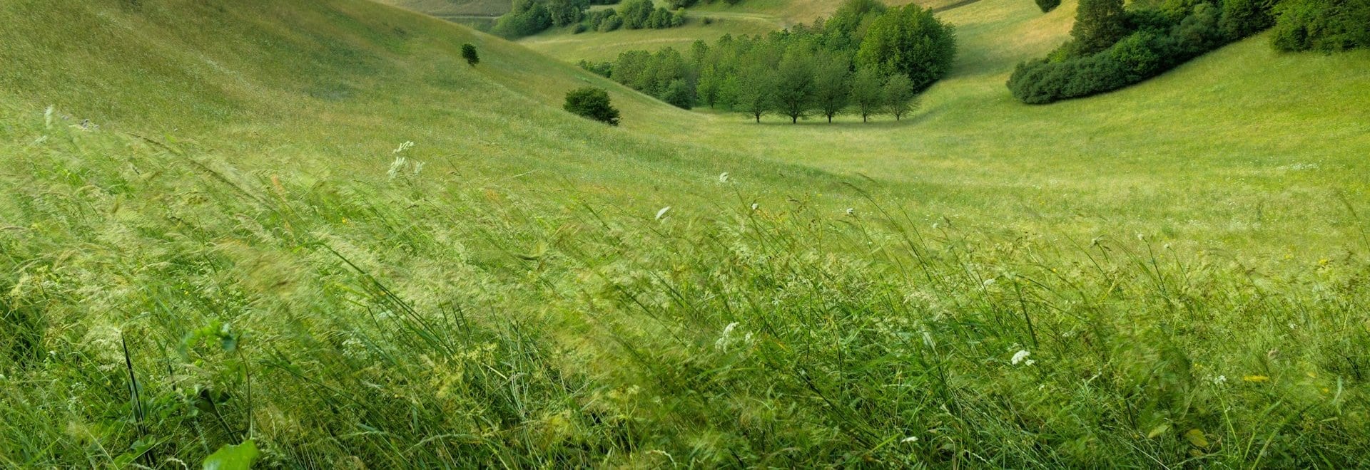 Lush green grassland at sunset